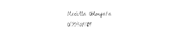 Fuente Medulla Oblongata.ttf